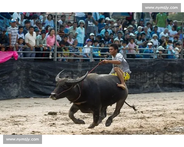 泰国传统水牛赛激烈竞技文化与民俗风情大揭秘